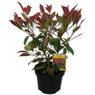 Photinia red robin c3l touffe