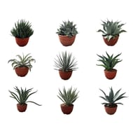 Agave en mix de variétés c2,6l coupe 20cm 30/40