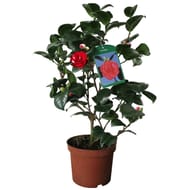 Camellia japonica (camelia) boutonne et en mix  pot 19cm 50/60