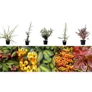 Plantes de haie en mix c3l touffe