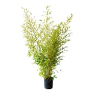 Phyllostachys aurea c10l 100/150