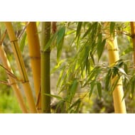 Phyllostachys aureosulcata c10l 100/125