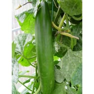 Plant de concombre Gynial pot 0,5 l
