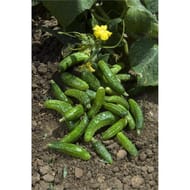 Plant de cornichon regal pot 0,5 l
