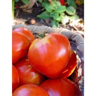 Plant de tomate coeur de boeuf pot 0,5 litre