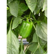 Plant de poivron doux sonar Pot 0,5 litre