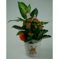 Composition 2 plantes de paques reference 74871