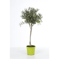 Olea europaea tige p20 pot colore