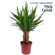 Yucca pot de 19 cm hauteur 70 cm
