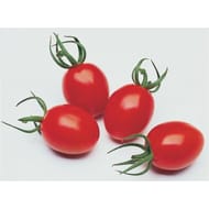 Tomate cerise allongée rouge