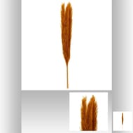 Set 3 pampa nat ocre h110 cm