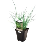 Ciboulette bio pot 0.5 litre