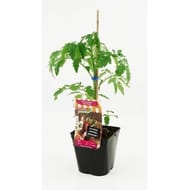 Tomate noire de crimée pot de 3 litres