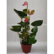 Anthurium pot 17cm