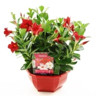 Dipladenia coupe de 23 cm