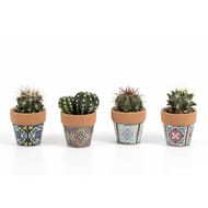 Cactus pot de 5.5 dans cache pot déco imprimé