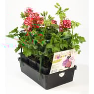 Géranium lierre double splash fleurs bicolores barquette de 6 godets de 8 cm