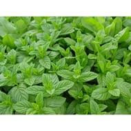 Menthe verte bio pot de 0.5 litre