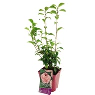 Camellia japonica - camelia c3l