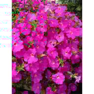 Petunia 1000 fleurs retombant pot 0.5l