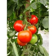 Tomate pyros f1 barquette 6 plants