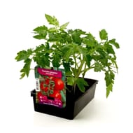 Tomate grappe premio f1 barquette 6 plants
