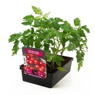 Tomate cerise super sweet 100 f1 barquette de 6 plants en mottes