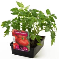 Tomate montfaver 63.5 f1 barquette de 6 plants