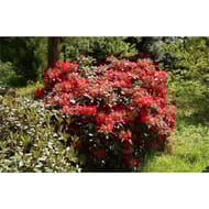 Rhododendron x variés C 7 boite choix 1