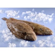 Sole
