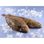 Sole