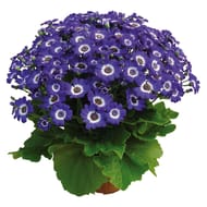 Cineraire des rameaux pot 2 l