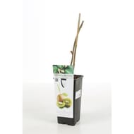 Actinidia autofertile c 2litre