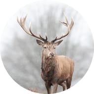 Cerf assiette plate d25cm