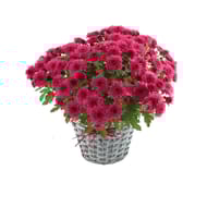 Marguerite d'automne rose avec panier hanse pot 15cm