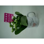 Kalanchoe dans son mug pour la fete des meres references 74900