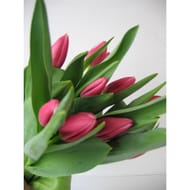 10 Tulipes roses promotion