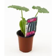 Plant de courgette tarmino pot de 0.5l