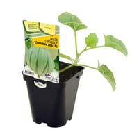 Plant de melon cantaloup charentais jerac pot 0,5 litre