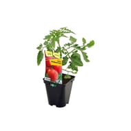 Plant de tomates montfavet f1 pot de 0.50 l