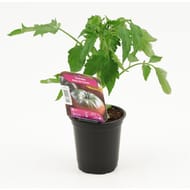Plant de tomate noire de crimée pot 0.5l