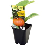 Plant de potiron rouge vif d'étampes pot 0,5 litre