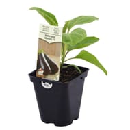 Plant d'aubergine classic Pot 0,5 litre