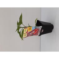 Plant de piment gorria pot 0,5 litre