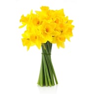Bouquet de 20 jonquilles