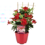 Dipladenia palissé pot de 2 litres