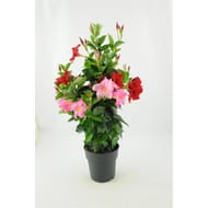 Dipladénia tricolore tipi pot 3 litres