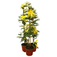 Mimosa gaulois pot 15cm c1.3l 75cm tuteur