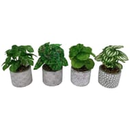 Plante en pot vert béton graphique 15cm vert