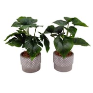 Plantes vertes pot béton 10 têtes